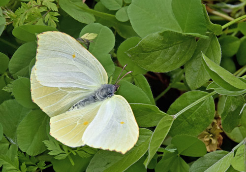 La Palma Citronsommerfugl, Gonepteryx palmae. Los Sauces, La Palma, Kanariske er d.  27  marts 2018. Fotograf; Tom Nygaard Kristensen