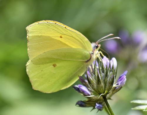 La Palma Citronsommerfugl, Gonepteryx palmae. Los Sauces, La Palma, Kanariske er d.  27  marts 2018. Fotograf; Tom Nygaard Kristensen