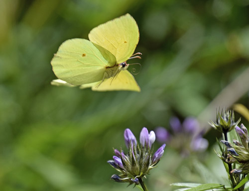 La Palma Citronsommerfugl, Gonepteryx palmae. Los Sauces, La Palma, Kanariske øer d. 27 marts 2018. Fotograf; Tom Nygaard Kristensen