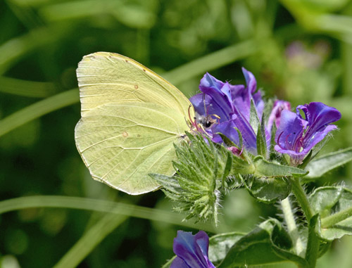 La Palma Citronsommerfugl, Gonepteryx palmae. Los Sauces, La Palma, Kanariske er d.  31  marts 2018. Fotograf; Tom Nygaard Kristensen