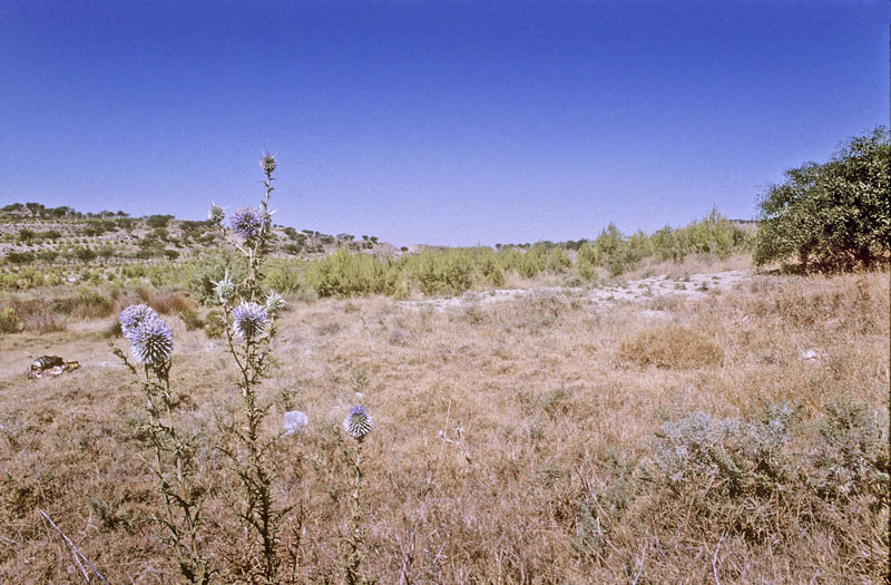 Ørkenjuvel, Luthrodes galba (Lederer, 1855). Cypern d. 21 juni 2004. Fotograf; Tom Nygaard Kristensen