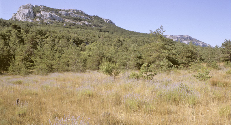 Lys Stregblfugl, Polyommatus (Agrodiaetus) dolus. Sydlig Provence, Frankrig juli 2007. Fotograf; Tom Nygaard Kristensen