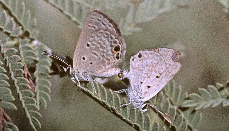 rkenjuvel, Luthrodes galba (Lederer, 1855). Cypern d. 21 juni 2004. Fotograf; Tom Nygaard Kristensen