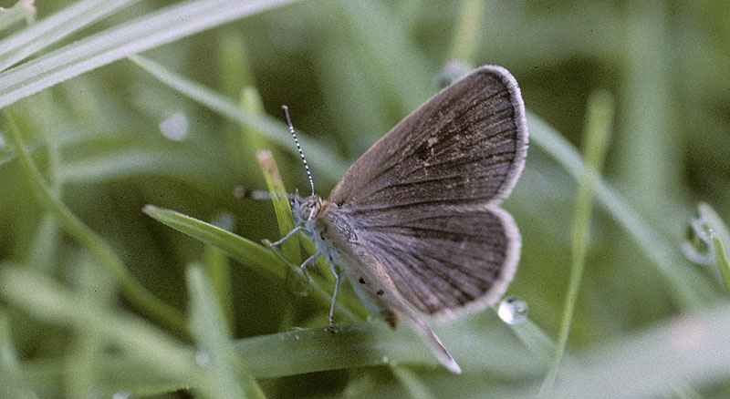 Orientalsk Grsblfugl, Zizeeria karsandra (Moore, 1865). Cypern d. 25 juli 2004. Fotograf; Tom Nygaard Kristensen