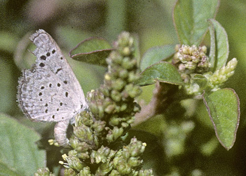 Orientalsk Grsblfugl, Zizeeria karsandra (Moore, 1865). Cypern d. 25 juli 2004. Fotograf; Tom Nygaard Kristensen