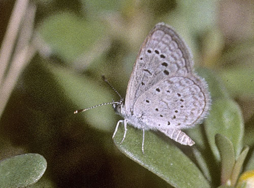 Orientalsk Grsblfugl, Zizeeria karsandra (Moore, 1865). Cypern d. 25 juli 2004. Fotograf; Tom Nygaard Kristensen