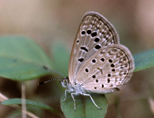 Orientalsk Grsblfugl, Zizeeria karsandra (Moore, 1865). Cypern d. 25 april 2005. Fotograf; Tom Nygaard Kristensen