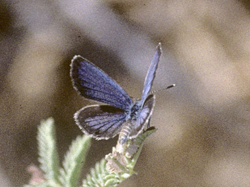 Orientalsk Grsblfugl, Zizeeria karsandra (Moore, 1865). Cypern d. 25 april 2005. Fotograf; Tom Nygaard Kristensen