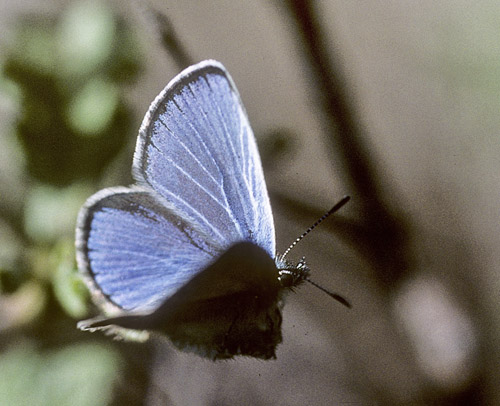 Cypriotisk Klverblfugl, Glaucopsyche paphos. Mt Troodos, Cypern d. 25 april 2005. Fotograf; Tom Nygaard Kristensen