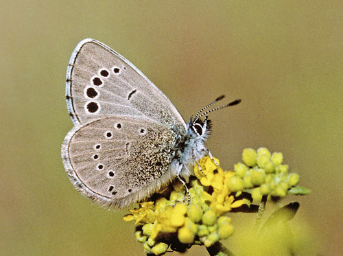 Cypriotisk Klverblfugl, Glaucopsyche paphos. Mt Troodos, Cypern d. 25 april 2005. Fotograf; Tom Nygaard Kristensen