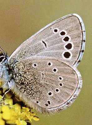 Cypriotisk Kløverblåfugl, Glaucopsyche paphos. Mt Troodos, Cypern d. 25 april 2005. Fotograf; Tom Nygaard Kristensen