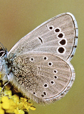 Cypriotisk Klverblfugl, Glaucopsyche paphos. Mt Troodos, Cypern d. 25 april 2005. Fotograf; Tom Nygaard Kristensen