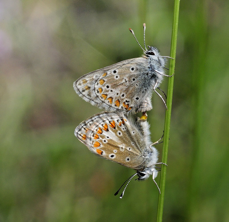 Sortbrun Blfugl, Aricia artaxerxes ssp. allous (Hegh-Geyer, 1836).  Albula Pass, Graunbnden, Schweiz d. 7  juli 2015. Fotograf; Tom Nygaard Kristensen