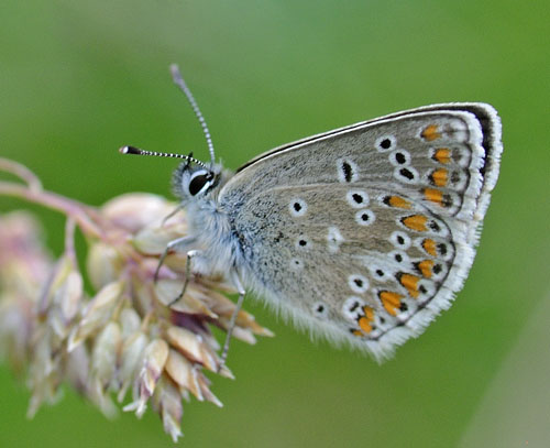 Sortbrun Blfugl, Aricia artaxerxes ssp. allous (Hegh-Geyer, 1836).  Albula Pass, Graunbnden, Schweiz d. 7  juli 2015. Fotograf; Tom Nygaard Kristensen