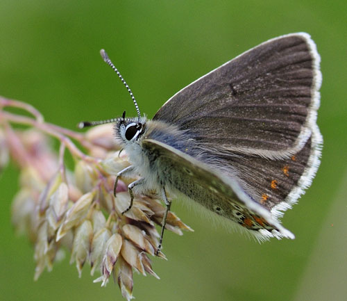 Sortbrun Blfugl, Aricia artaxerxes ssp. allous (Hegh-Geyer, 1836).  Albula Pass, Graunbnden, Schweiz d. 7  juli 2015. Fotograf; Tom Nygaard Kristensen