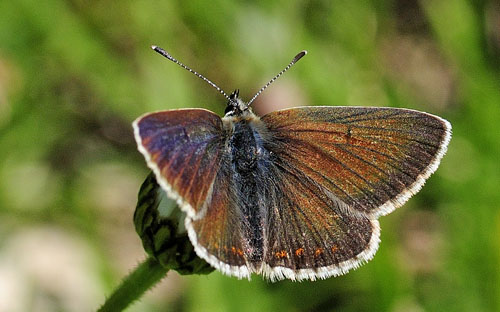 Sortbrun Blfugl, Aricia artaxerxes ssp. allous (Hegh-Geyer, 1836).  Albula Pass, Graunbnden, Schweiz d. 10 juli 2015. Fotograf; Tom Nygaard Kristensen