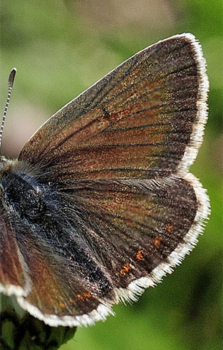 Sortbrun Blfugl, Aricia artaxerxes ssp. allous (Hegh-Geyer, 1836).  Albula Pass, Graunbnden, Schweiz d. 10 juli 2015. Fotograf; Tom Nygaard Kristensen