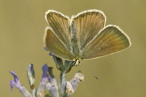 Lys Stregblfugl, Polyommatus (Agrodiaetus) dolus. Sydlig Provence, Frankrig juli 2007. Fotograf; Tom Nygaard Kristensen