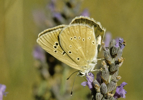 Lys Stregblfugl, Polyommatus (Agrodiaetus) dolus. Sydlig Provence, Frankrig juli 2007. Fotograf; Tom Nygaard Kristensen