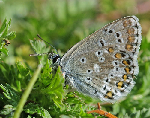 Balkan Turkis Blåfugl, Aricia anteros han. Skiti, Kozani, Grækenland d. 12 maj 2015. Fotograf; Tom Nygaard Kristensen