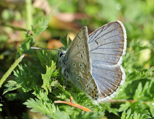 Balkan Turkis Blfugl, Aricia anteros han. Skiti, Kozani, Grkenland d. 12 maj 2015. Fotograf; Tom Nygaard Kristensen