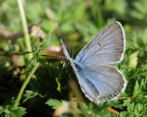 Balkan Turkis Blfugl, Aricia anteros han. Skiti, Kozani, Grkenland d. 12 maj 2015. Fotograf; Tom Nygaard Kristensen