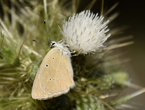 Grsk Pelsblfugl, Polyommatus (Agrodiaetus) aroaniensis. Chelmos, Peloponnes, Grkenland d. 28 juli 2016. Fotograf; Tom Nygaard Kristensen