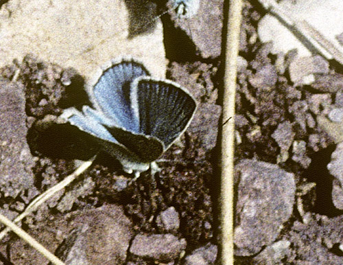 Chelmos Stregblfugl, Polyommatus (Agrodiaetus) iphigenia. Chelmos, Grkenland d. 3  juli 1998. Fotograf; Tom Nygaard Kristensen