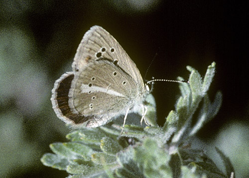 Chelmos Stregblfugl, Polyommatus (Agrodiaetus) iphigenia. Chelmos, Grkenland d. 3  juli 1998. Fotograf; Tom Nygaard Kristensen