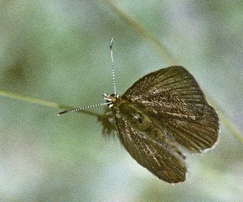 Chelmos Stregblfugl, Polyommatus (Agrodiaetus) iphigenia. Chelmos, Grkenland d. 3  juli 1998. Fotograf; Tom Nygaard Kristensen