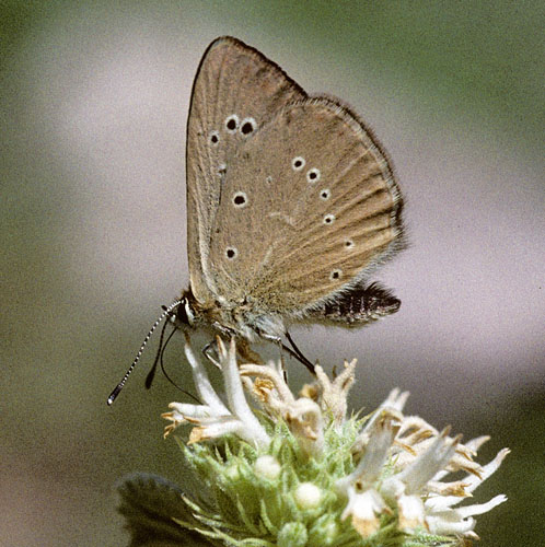 Grsk Pelsblfugl, Polyommatus (Agrodiaetus) aroaniensis. Chelmos, Peloponnes, Grkenland d. 3 juli 1998. Fotograf; Tom Nygaard Kristensen
