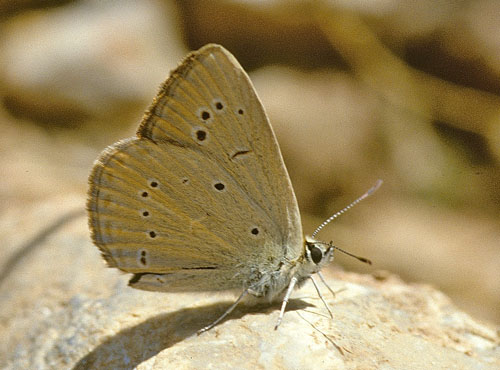 Grsk Pelsblfugl, Polyommatus (Agrodiaetus) aroaniensis. Chelmos, Peloponnes, Grkenland d. 3 juli 1998. Fotograf; Tom Nygaard Kristensen