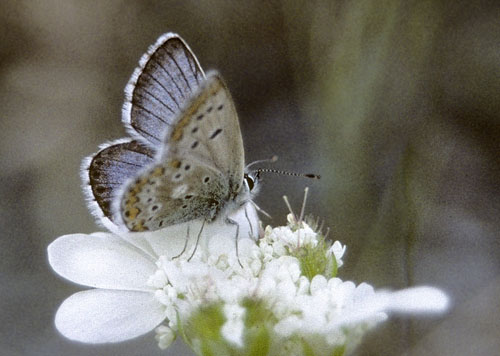 Balkan Turkis Blfugl, Aricia anteros han. Eptahori-Pendalofos, Loanninae-prov. Grkenland d. 27 juni 1998. Fotograf; Tom Nygaard Kristensen