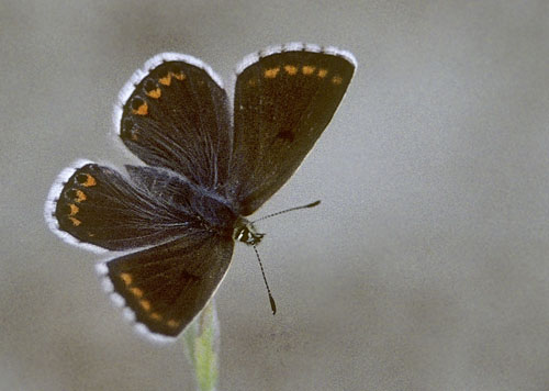 Balkan Turkis Blfugl, Aricia anteros hun. Eptahori-Pendalofos, Loanninae-prov. Grkenland d. 27 juni 1998. Fotograf; Tom Nygaard Kristensen