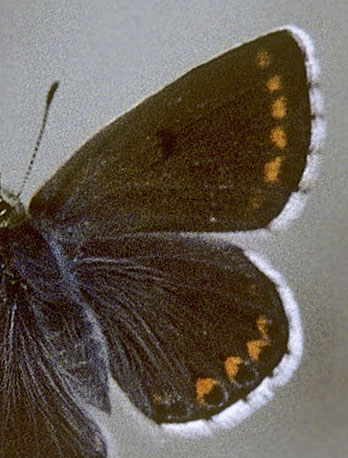 Balkan Turkis Blåfugl, Aricia anteros hun. Eptahori-Pendalofos, Loanninae-prov. Grækenland d. 27 juni 1998. Fotograf; Tom Nygaard Kristensen