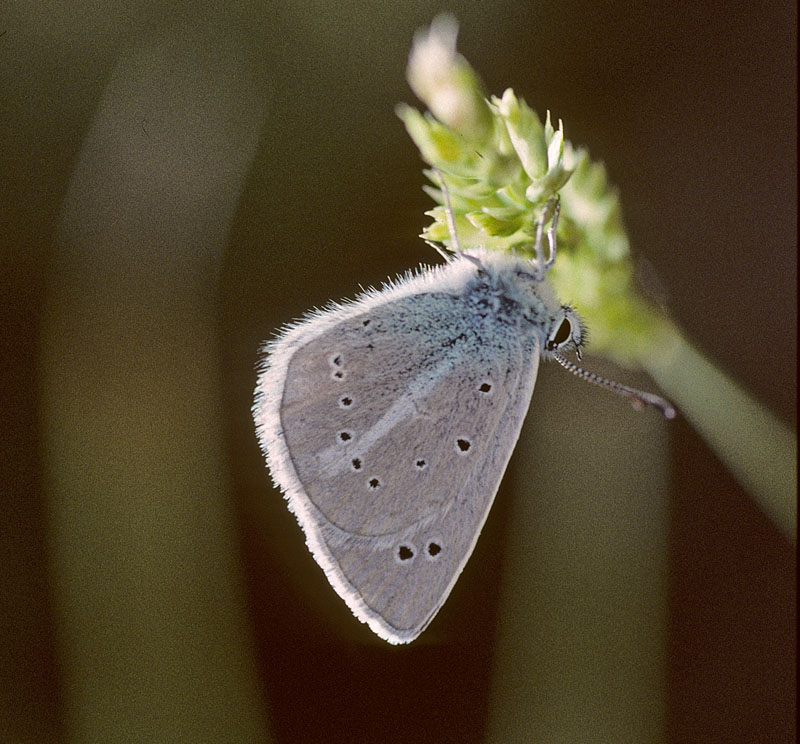 Chelmos Stregblfugl, Polyommatus (Agrodiaetus) iphigenia. Chelmos, Grkenland d. 2 juli 1998. Fotograf; Tom Nygaard Kristensen