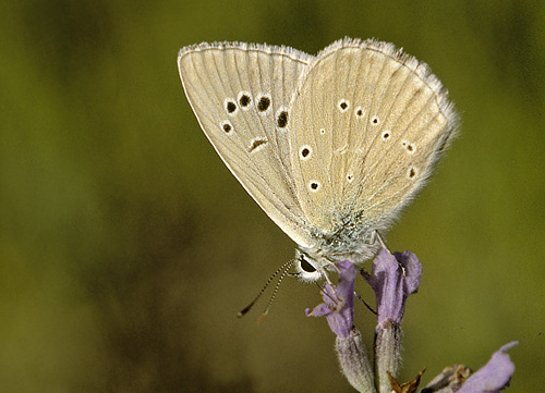 Lys Stregblfugl, Polyommatus (Agrodiaetus) dolus. Piani di Campolungo, Det sydlig Italien d. 16 juli 2001. Fotograf; Tom Nygaard Kristensen