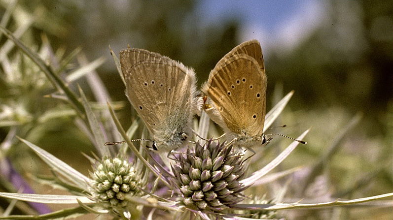 Lys Stregblfugl, Polyommatus (Agrodiaetus) dolus. Piani di Campolungo, Det sydlig Italien d. 16 juli 2001. Fotograf; Tom Nygaard Kristensen