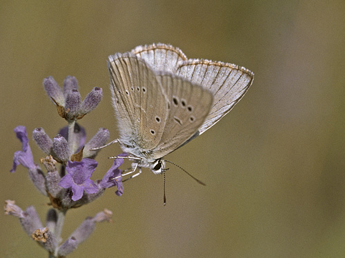 LysStregblfugl, Polyommatus (Agrodiaetus) dolus. Piani di Campolungo, Det sydlig Italien d. 16 juli 2001. Fotograf; Tom Nygaard Kristensen