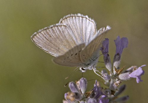 Lys Stregblfugl, Polyommatus (Agrodiaetus) dolus. Piani di Campolungo, Det sydlig Italien d. 16 juli 2001. Fotograf; Tom Nygaard Kristensen