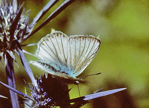 Lys Stregblfugl, Polyommatus (Agrodiaetus) dolus. Mt Siblini, det centrale Italien 22 juli 2007. Fotograf; Tom Nygaard Kristensen