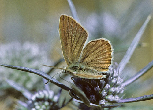 Lys Stregblfugl, Polyommatus (Agrodiaetus) dolus. Mt Siblini, det centrale Italien 22 juli 2007. Fotograf; Tom Nygaard Kristensen