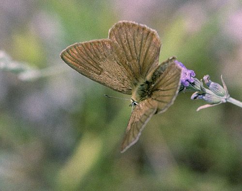 Spansk Pelsblfugl, Polyommatus (Agrodiaetus) fabressei. Albarracin, Teruel, Spanien d. 31 juli 2002. Fotograf; Tom Nygaard Kristensen