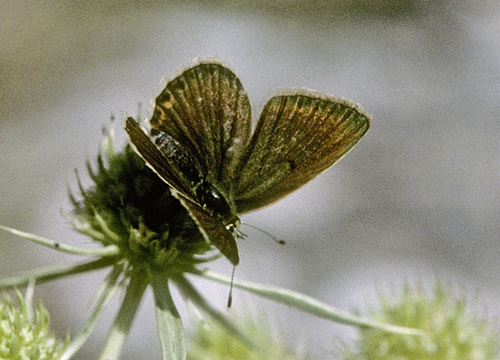 Spansk Pelsblfugl, Polyommatus (Agrodiaetus) fabressei. Albarracin, Teruel, Spanien d. 31 juli 2002. Fotograf; Tom Nygaard Kristensen