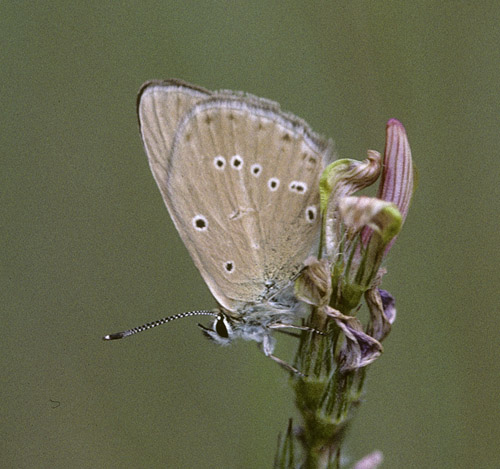 Spansk Pelsblfugl, Polyommatus (Agrodiaetus) fabressei. Albarracin, Teruel, Spanien d. 31 juli 2002. Fotograf; Tom Nygaard Kristensen