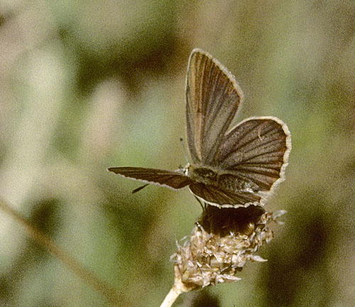 Brun Stregblfugl, Polyommatus (Agrodiaetus) ripartii. Puerto de Oroel 1080 m.h., Aragon, Spanien d. 9 august 2002. Fotograf; Tom Nygaard Kristensen 