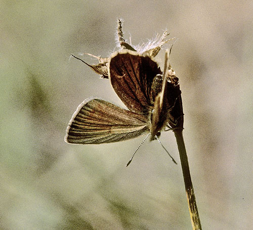 Brun Stregblfugl, Polyommatus (Agrodiaetus) ripartii. Puerto de Oroel 1080 m.h., Aragon, Spanien d. 9 august 2002. Fotograf; Tom Nygaard Kristensen 