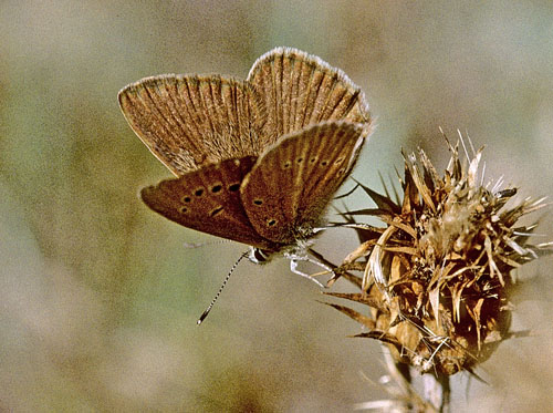 Brun Stregblfugl, Polyommatus (Agrodiaetus) ripartii. Albarracin, Aragon, Spanien d. 7  august 2002. Fotograf; Tom Nygaard Kristensen 