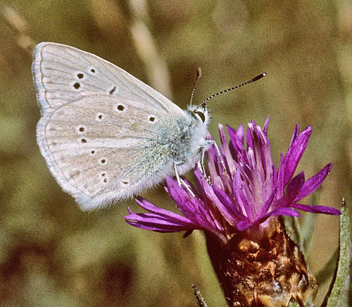 Spansk Stregblfugl, Polyommatus fulgens ssp. ainsae. Sierra de la Pea, 1.050 m. prov. Huesca, Spanien d. 6 august 2002. Fotograf; Tom Nygaard Kristensen 