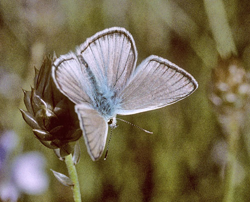 Spansk Stregblfugl, Polyommatus fulgens ssp. ainsae. Sierra de la Pea, 1.050 m. prov. Huesca, Spanien d. 6 august 2002. Fotograf; Tom Nygaard Kristensen 